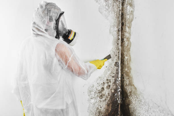 Best Black Mold Removal  in Paulden, AZ