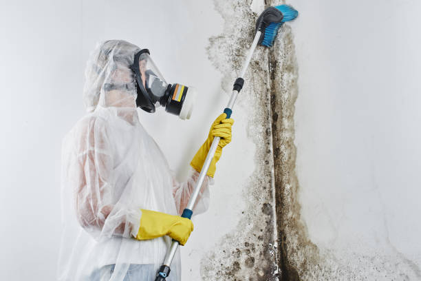 Best Attic Mold Removal  in Paulden, AZ