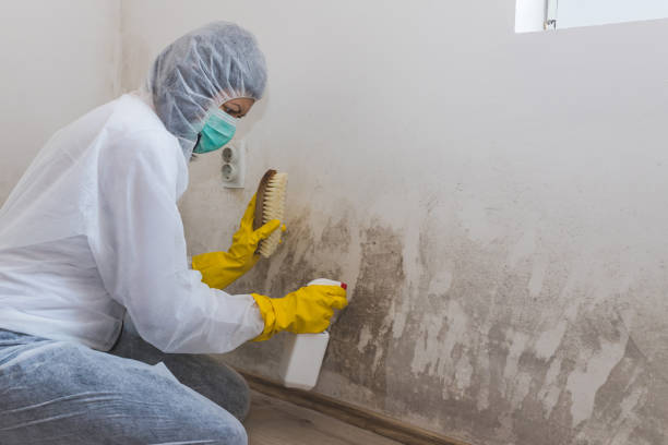 Mold Removal Process in Paulden, AZ