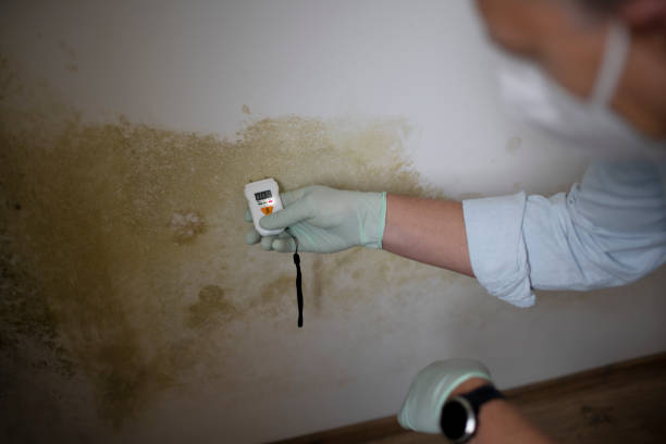 Best Mold Damage Repair  in Paulden, AZ