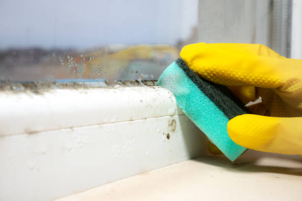 Best Mold Removal Specialists  in Paulden, AZ