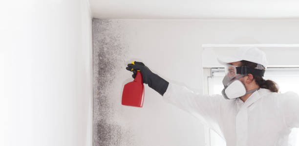 Best Commercial Mold Removal  in Paulden, AZ