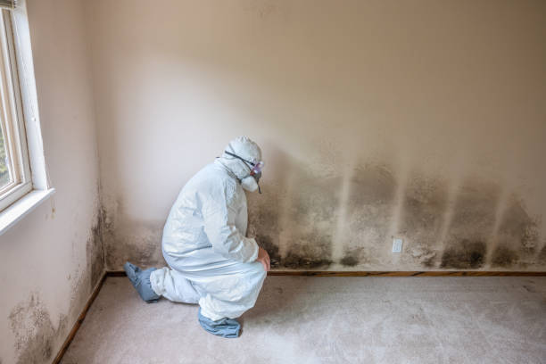 Best Residential Mold Removal  in Paulden, AZ