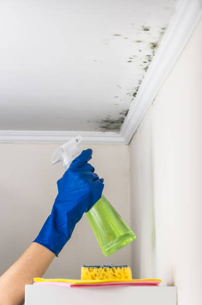 Best Mold Cleaning Services  in Paulden, AZ